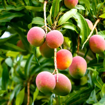 alphonso mango in 5 gallon pots