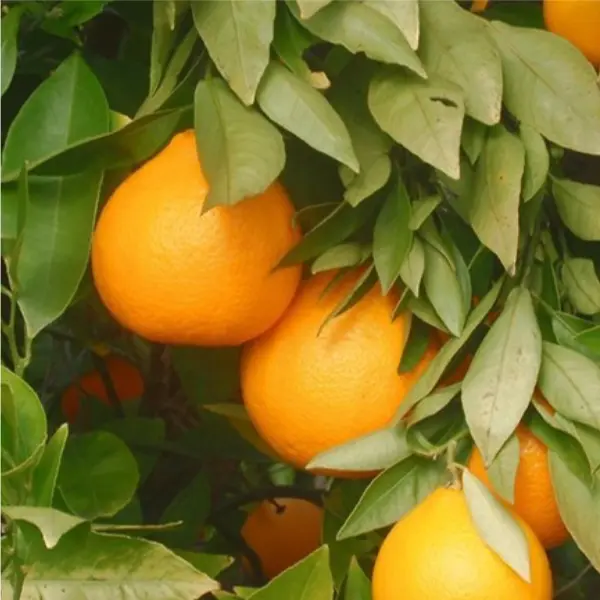 ambersweet orange in 5 gallon pots