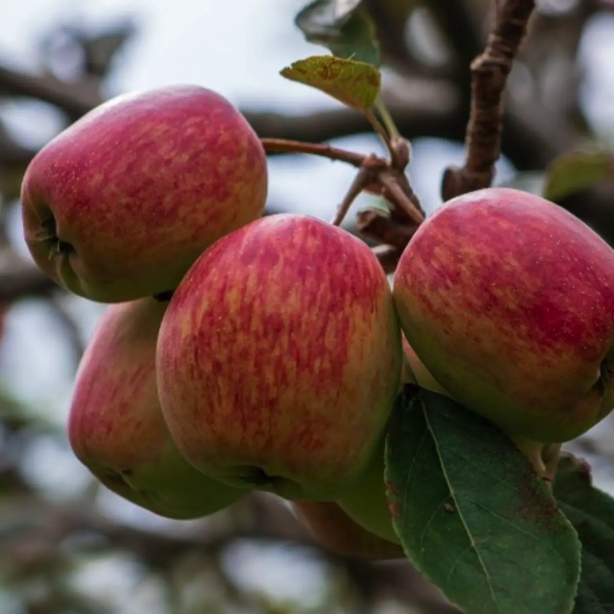 anna apple in 5 gallon pots