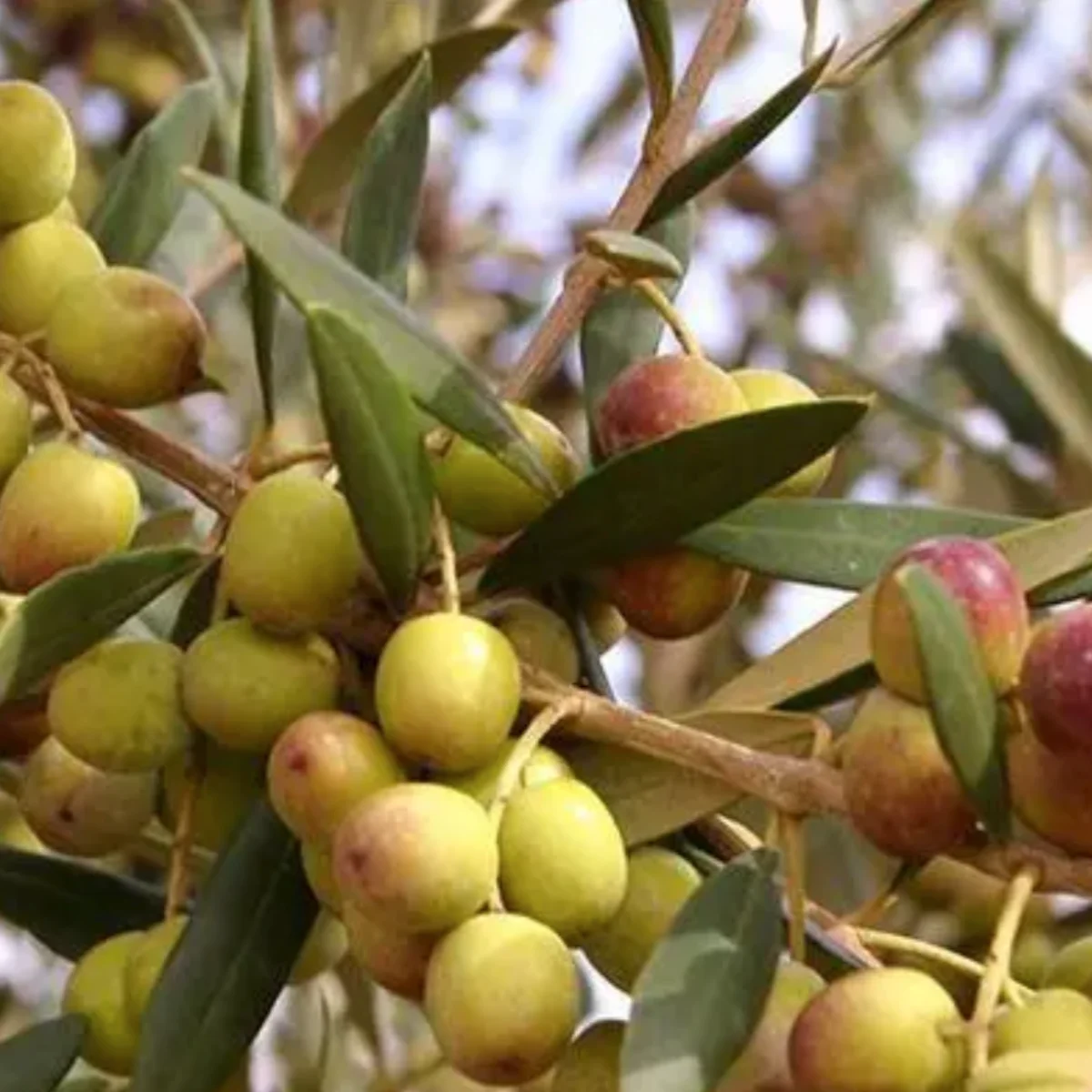 arbequina olives in 5 gallon pots