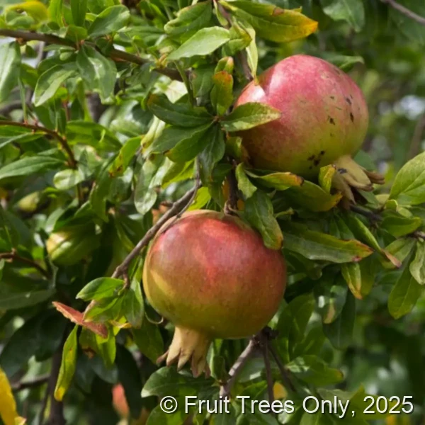 Pomegranate Trees for sale at Fruit Trees Only