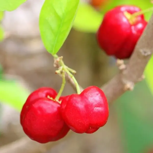 Barbados cherries in 5 gallon pots