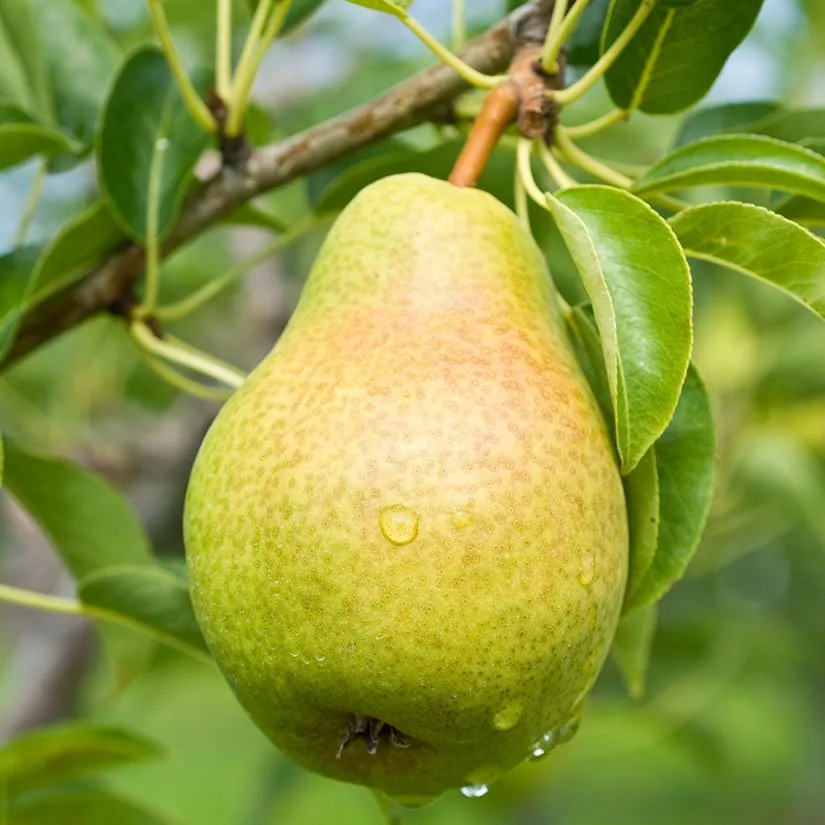 bartlett pear in 5 gallon pots