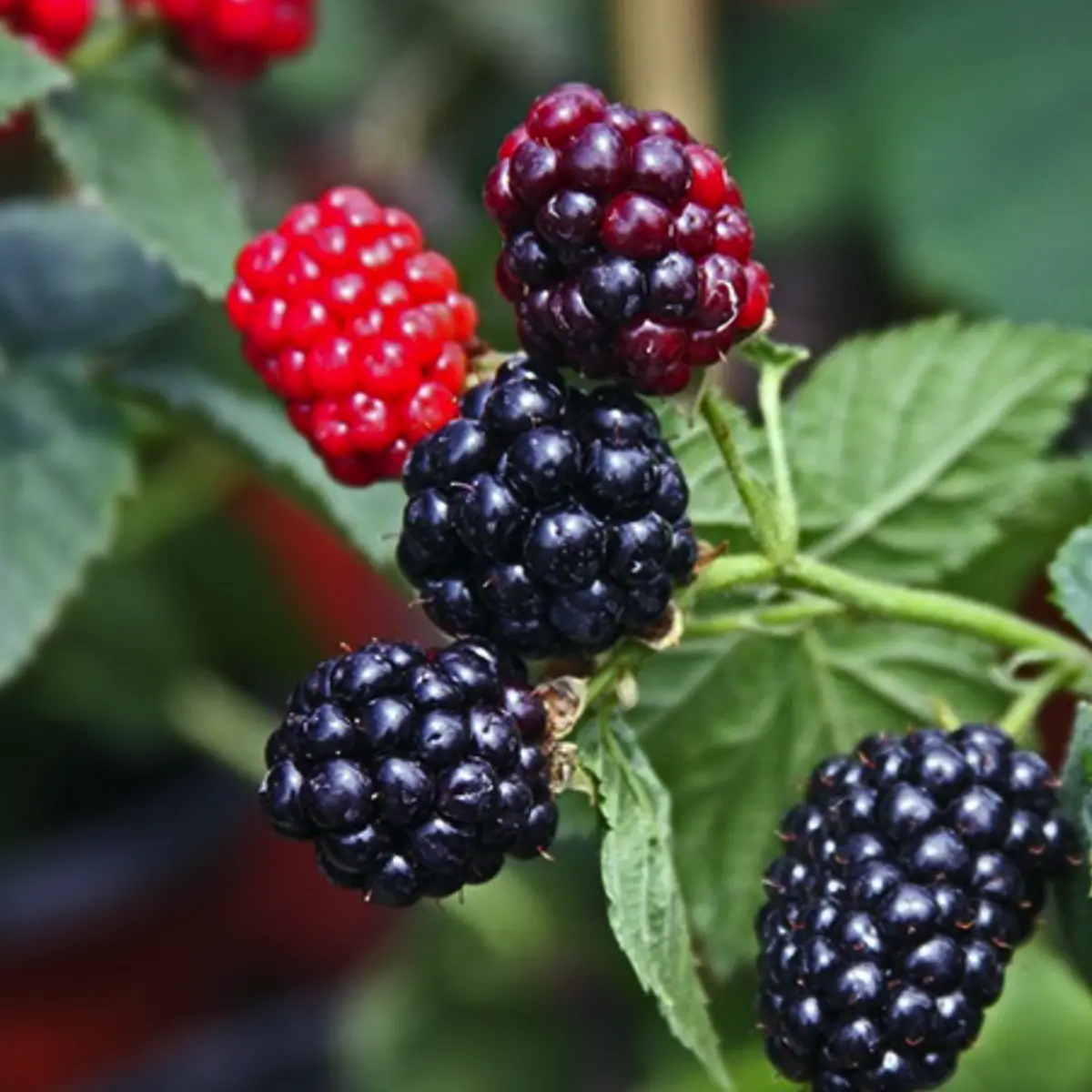 blackberry in 5 gallon pots