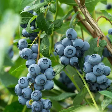 blueberry in 5 gallon pots