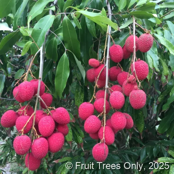Lychee Trees for sale at Fruit Trees Only