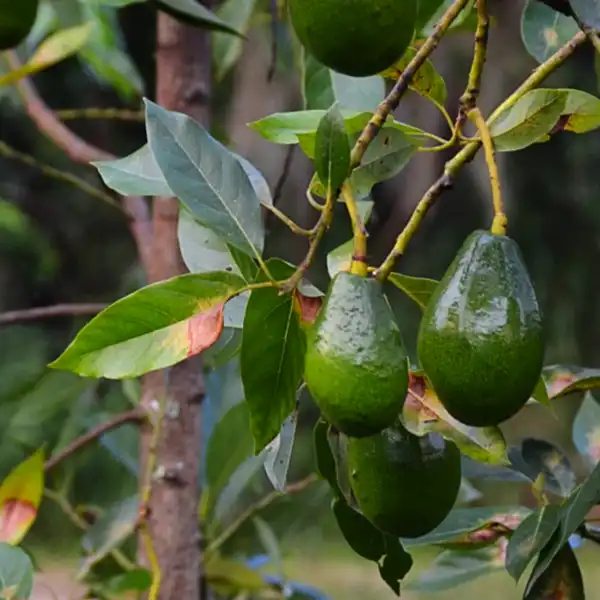 brogdon avocado in 5 gallon pots