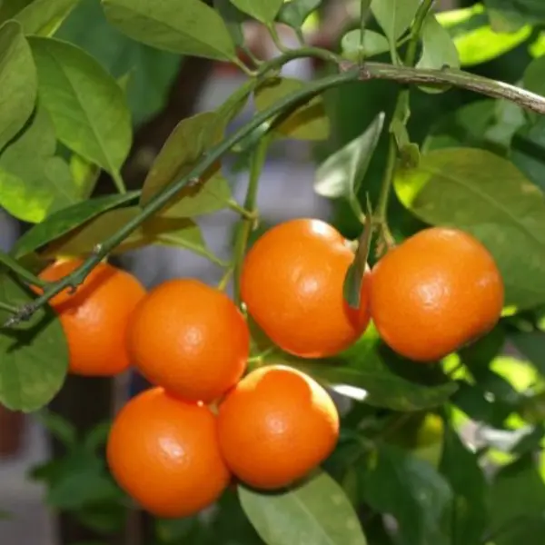 calamondin in 5 gallon pots