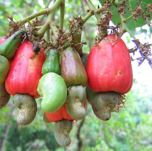 cashews in 5 gallon pots