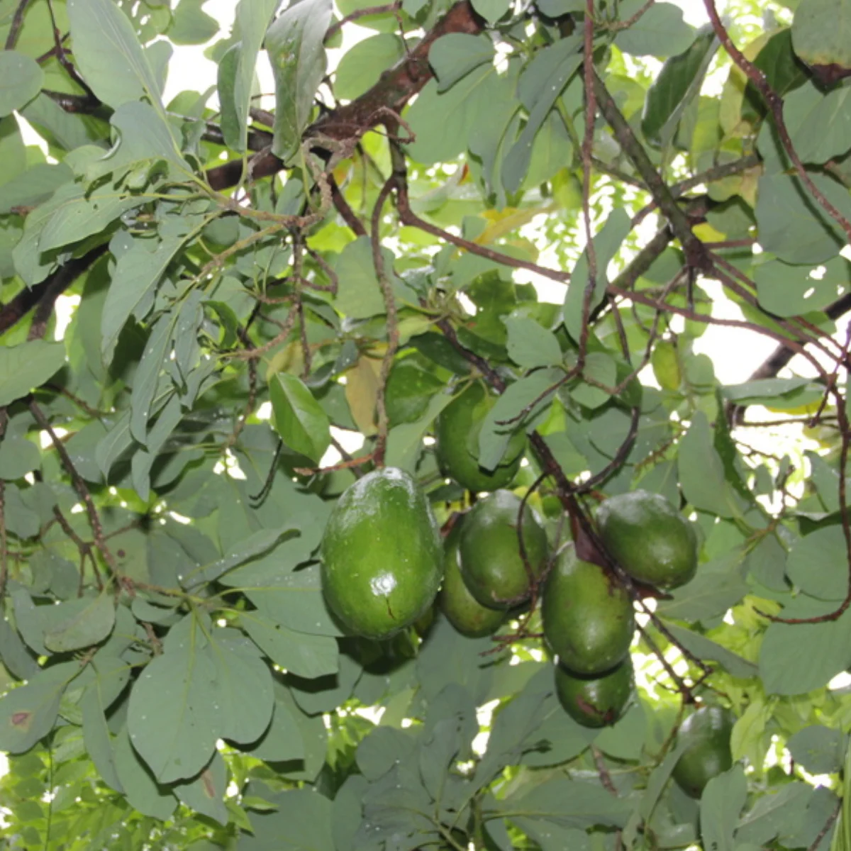 catalina avocado in 5 gallon pots