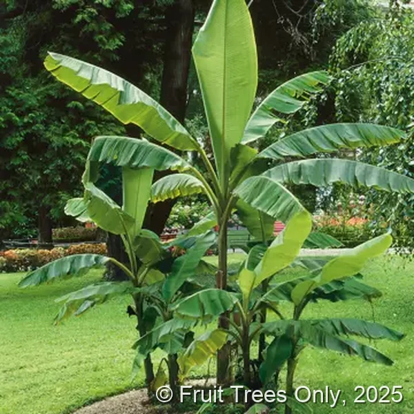 Banana Trees for sale at Fruit Trees Only