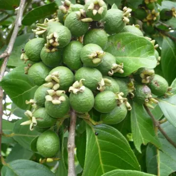 cherry guava in 5 gallon pots