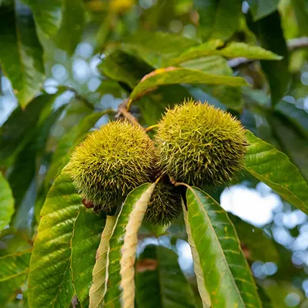 chestnuts in 5 gallon pots