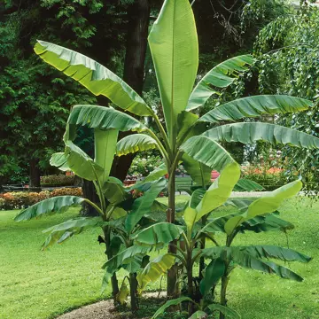 chiquita banana in 5 gallon pots