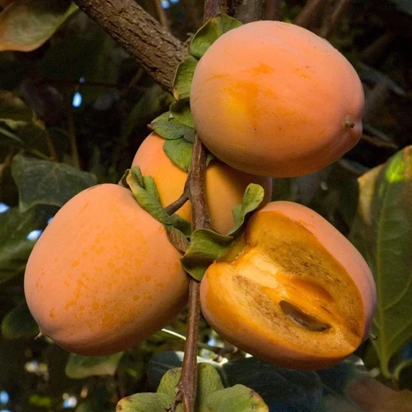 Fuyu persimmons in 5 gallon pots