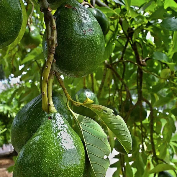 choquette avocado in 5 gallon pots