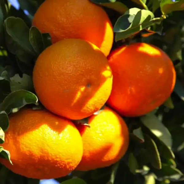 clementine tangerine in 5 gallon pots