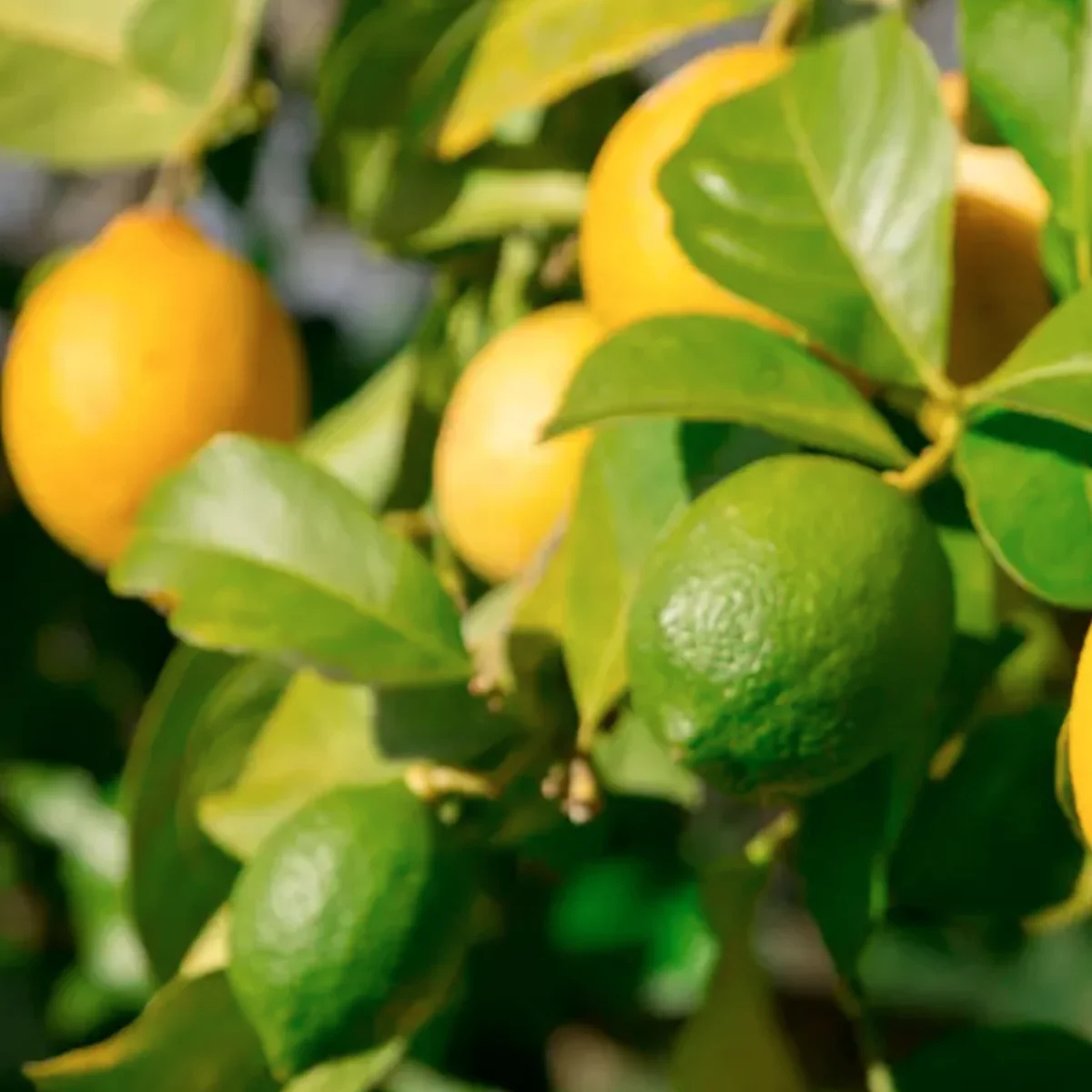 lemon cocktail bush in 5 gallon pots