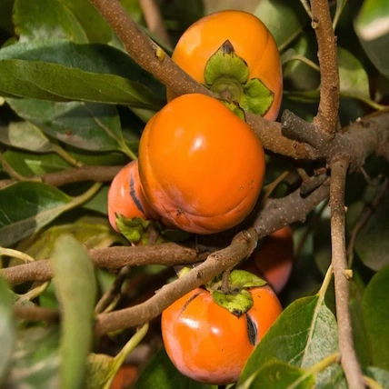 coffee persimmon in 5 gallon pots