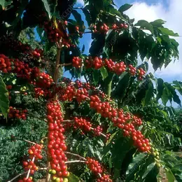 coffee plant in 5 gallon pots