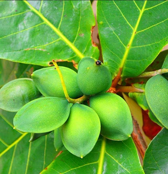 dwarf almonds in 5 gallon pots