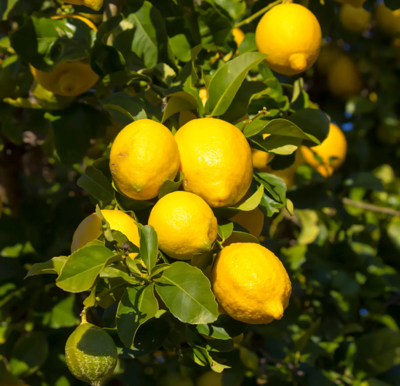 eureka lemon in 5 gallon pots