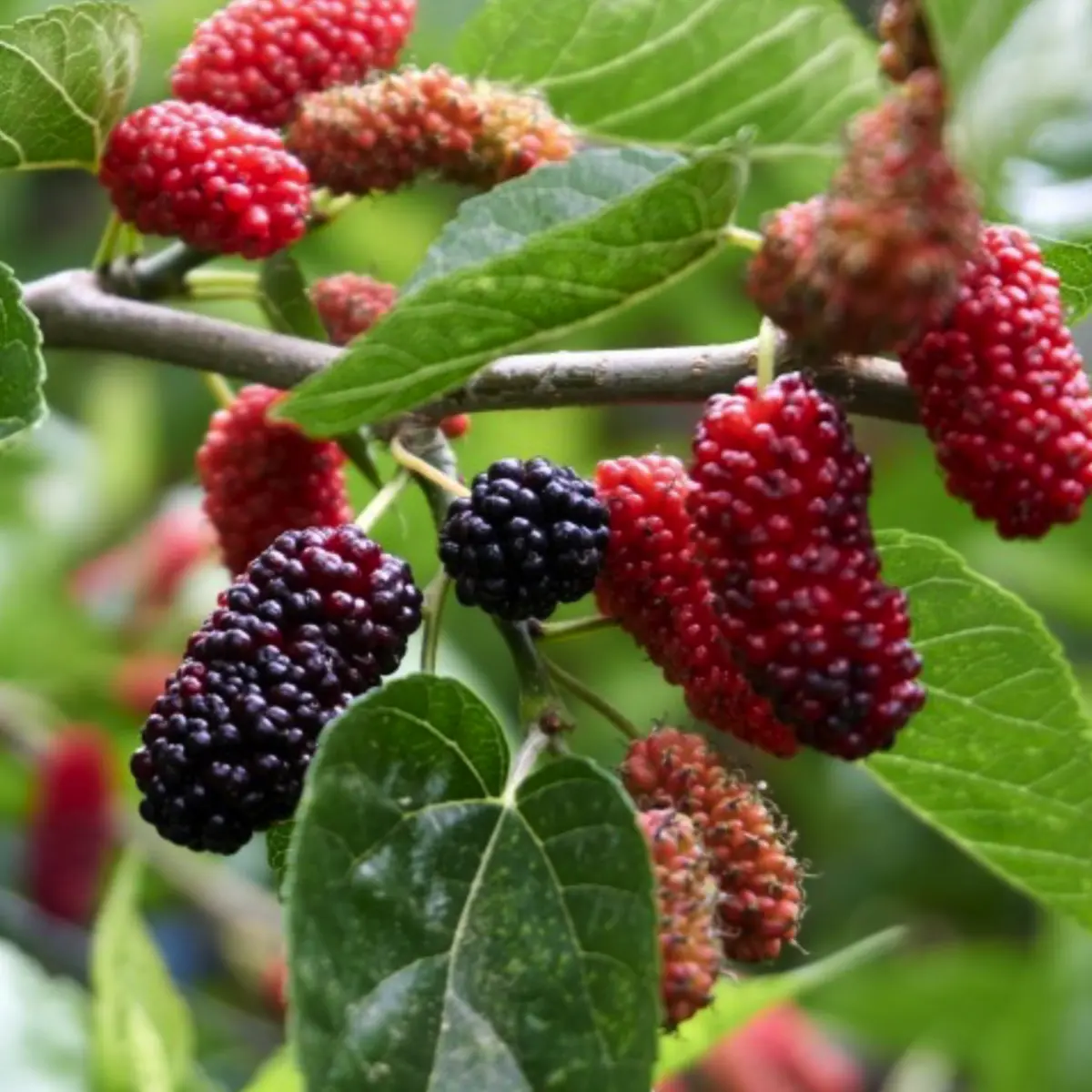 everbearing mulberry in 5 gallon pots