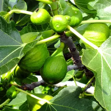 figs in 5 gallon pots