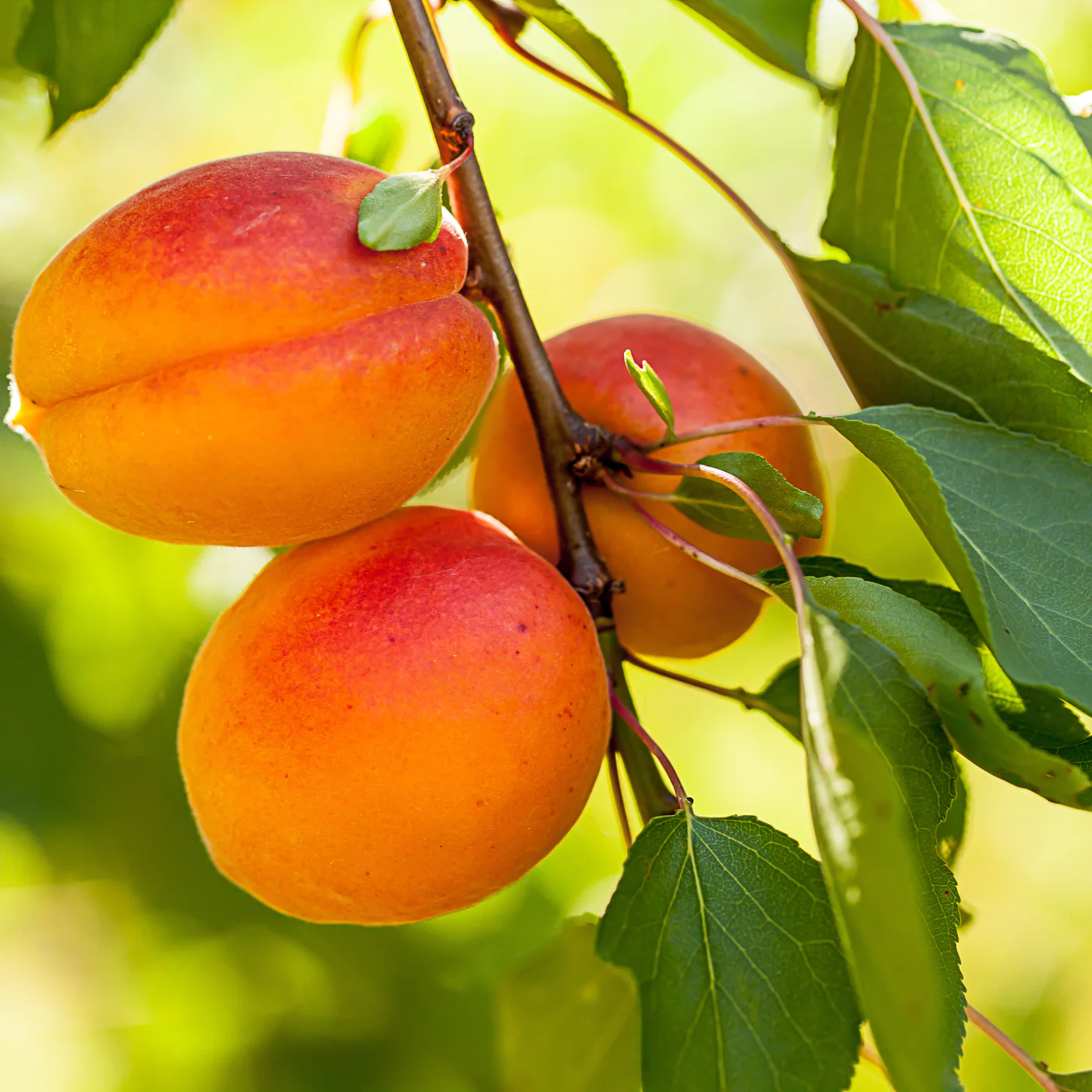 florda king peach in 5 gallon pots