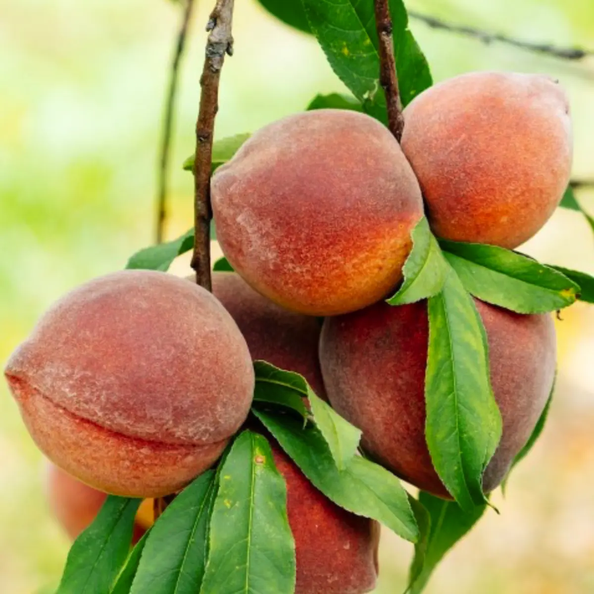 florda prince peach in 5 gallon pots