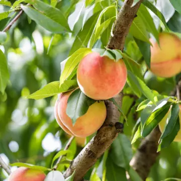 florda queen peach in 5 gallon pots