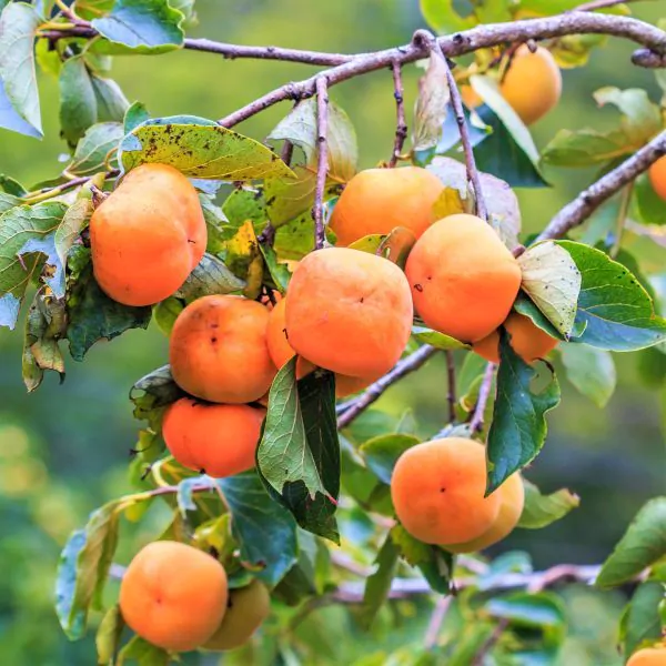 fuyu persimmon in 5 gallon pots