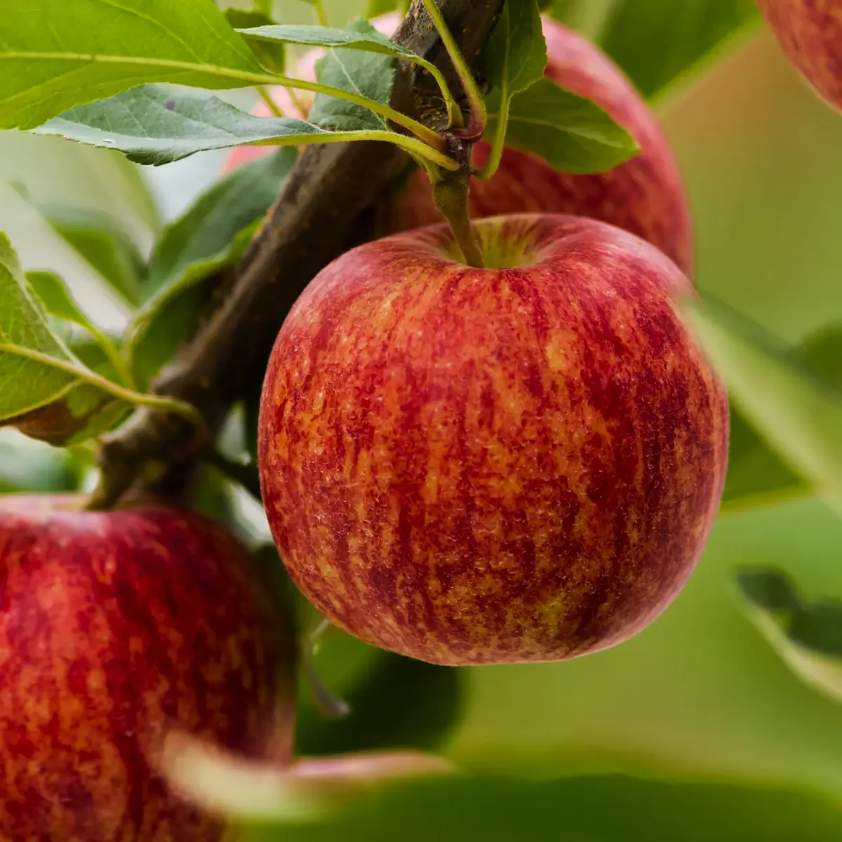 gala apple in 5 gallon pots