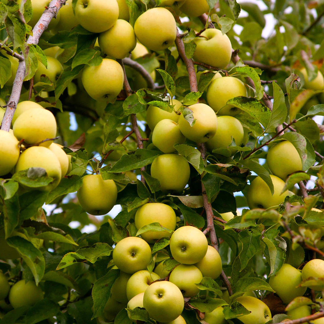 golden delicious apple in 5 gallon pots