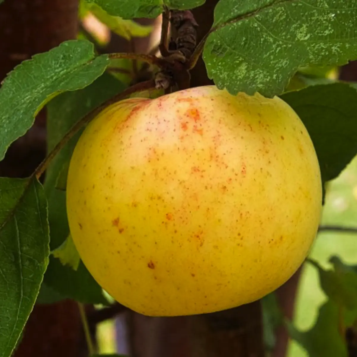 golden dorsett apple in 5 gallon pots