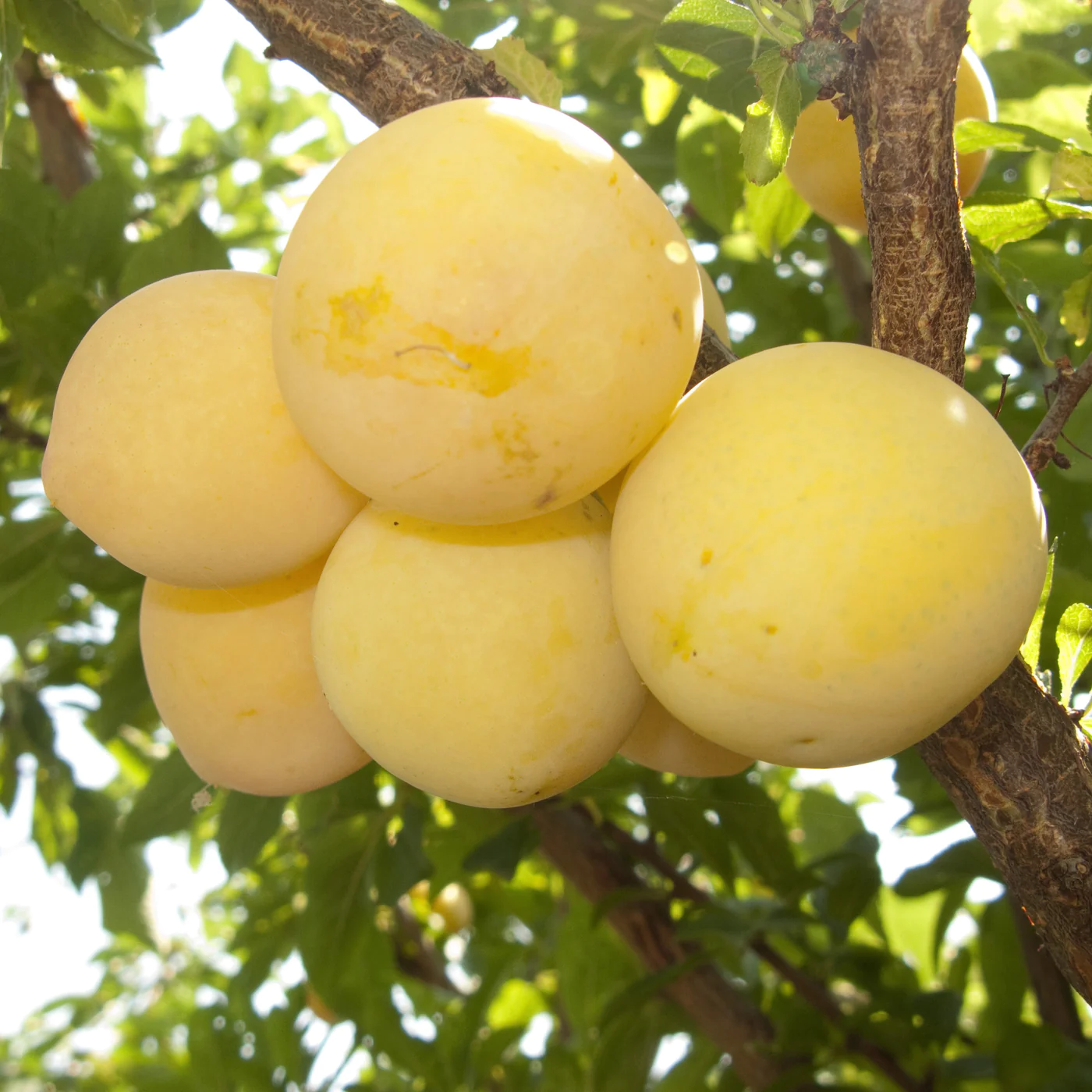 golden plum in 5 gallon pots