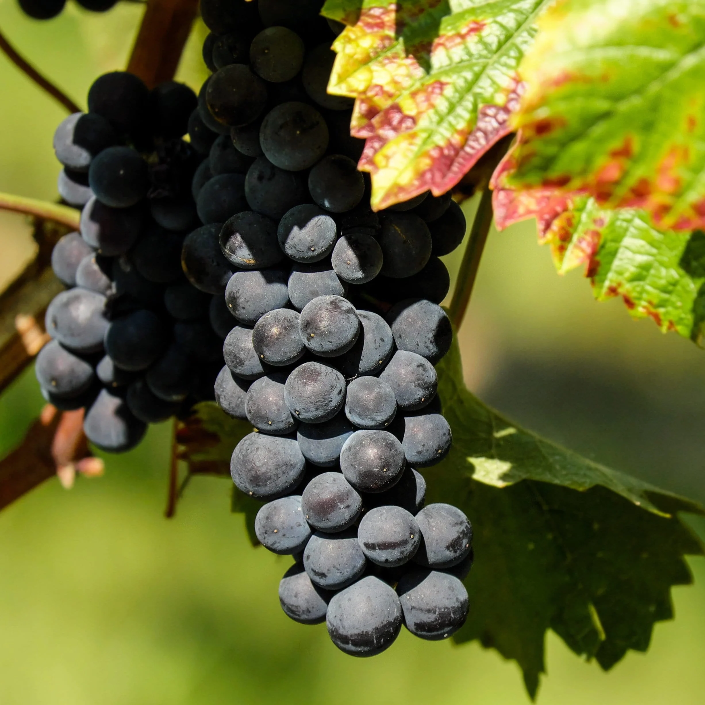 grape pinot noir in 5 gallon pots