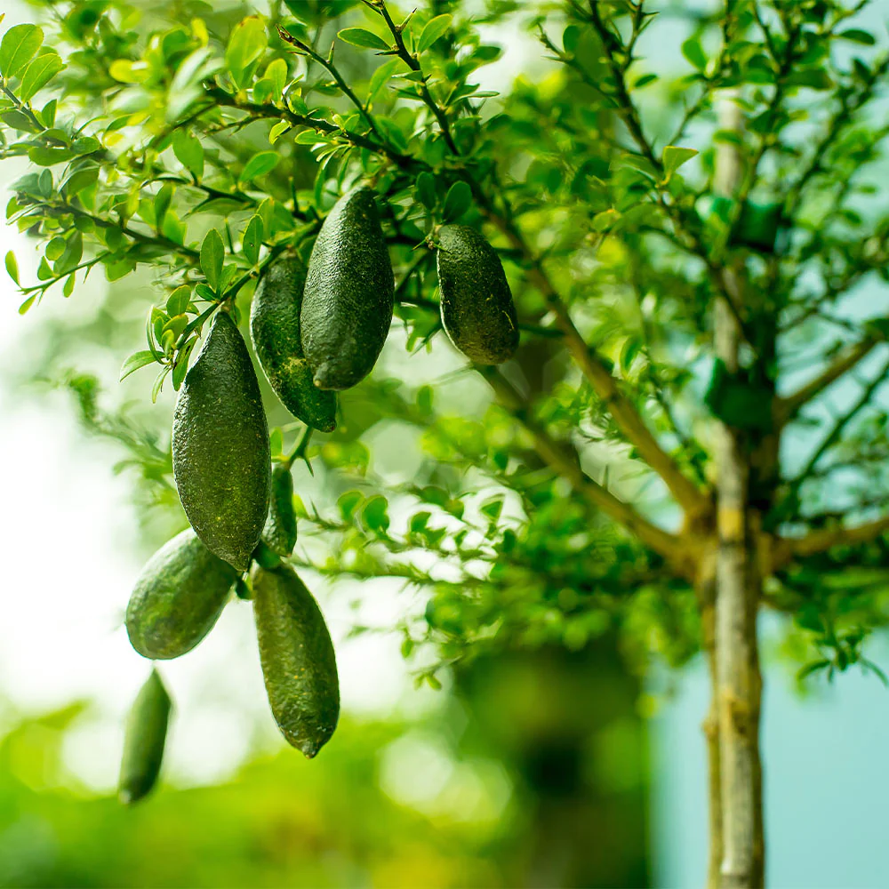 green finger lime in 5 gallon pots