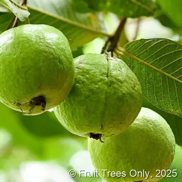 Pink Guava Trees for sale at Fruit Trees Only