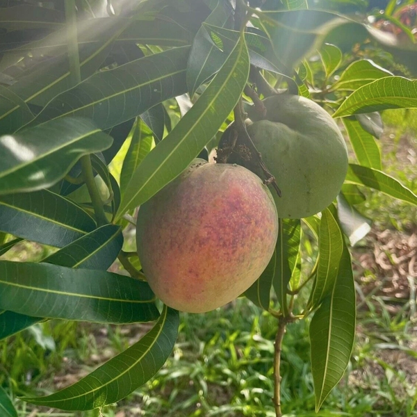 dwarf hawaiian mango in 5 gallon pots