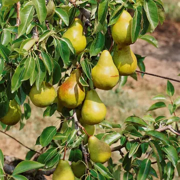 hood pear in 5 gallon pots