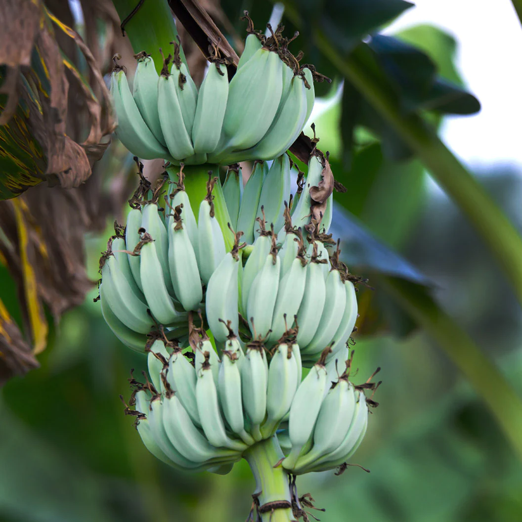 ice cream banana in 5 gallon pots