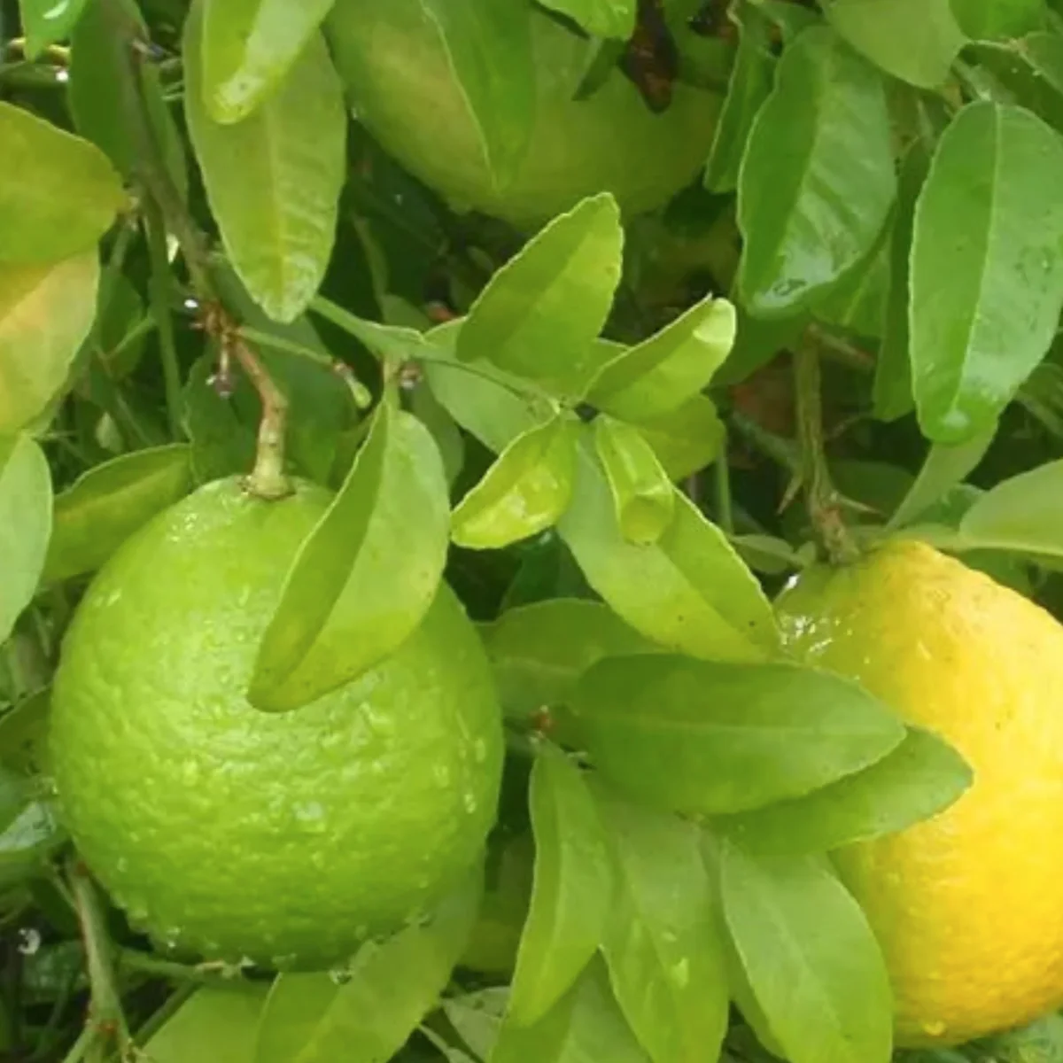 indian sweet lime in 5 gallon pots