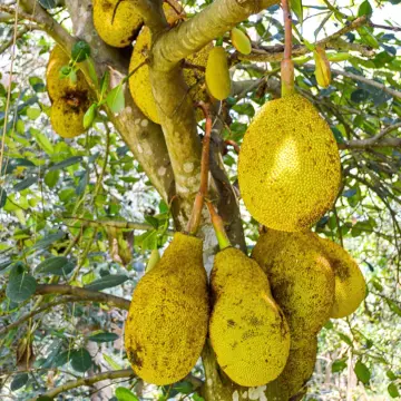 jackfruit in 5 gallon pots