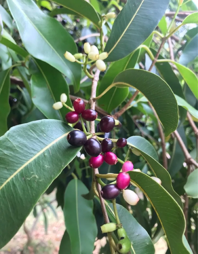 java plum in 5 gallon pots