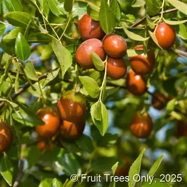 Jujubee Trees for sale at Fruit Trees Only