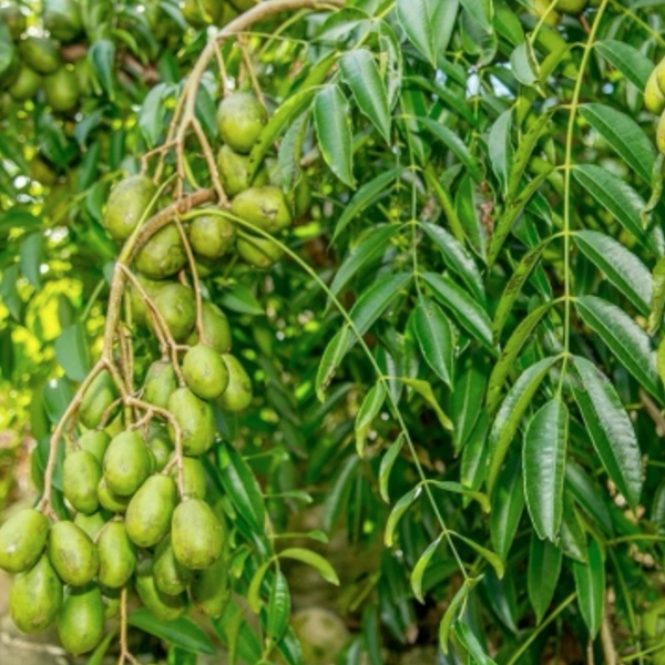 june plum in 5 gallon pots