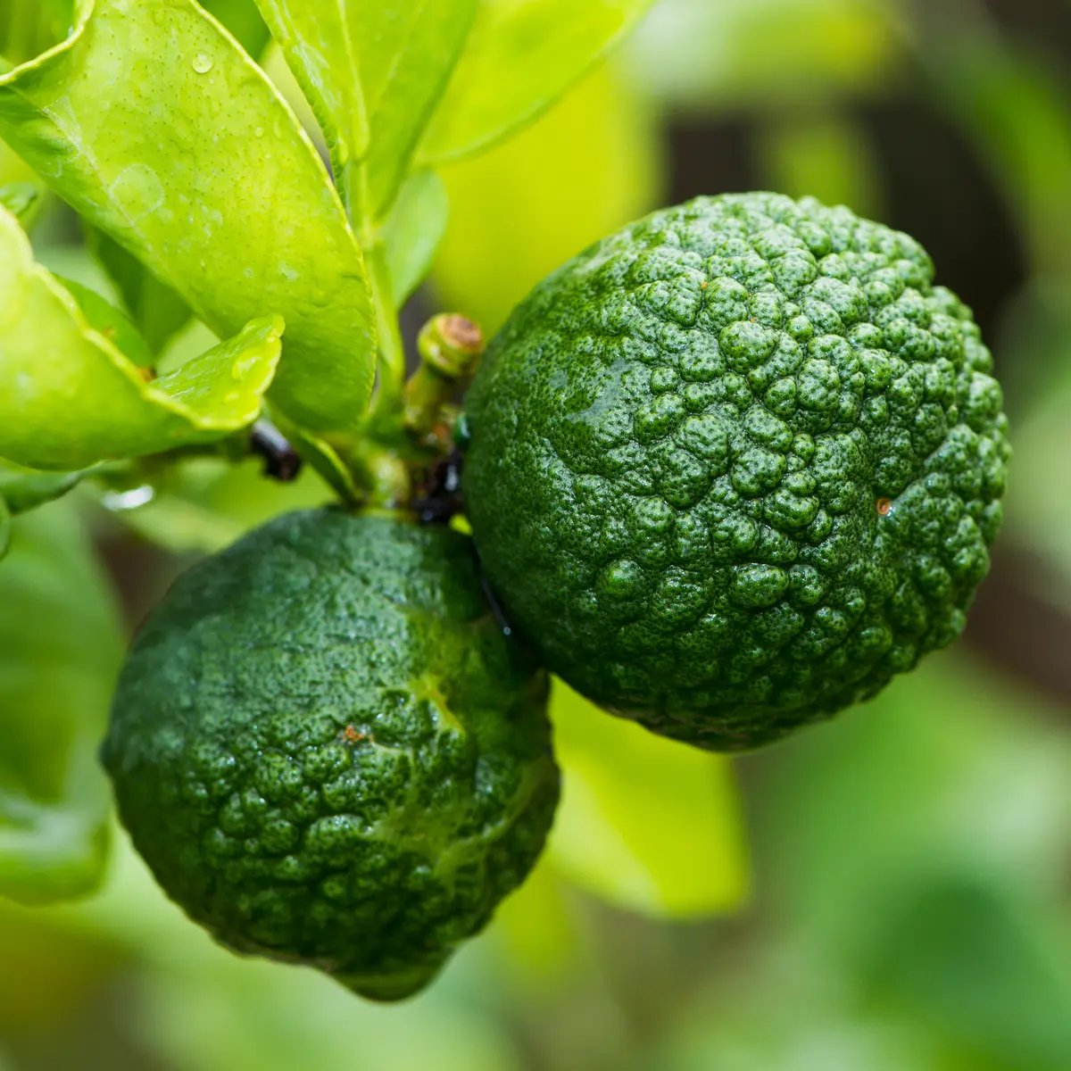 kaffir lime in 5 gallon pots