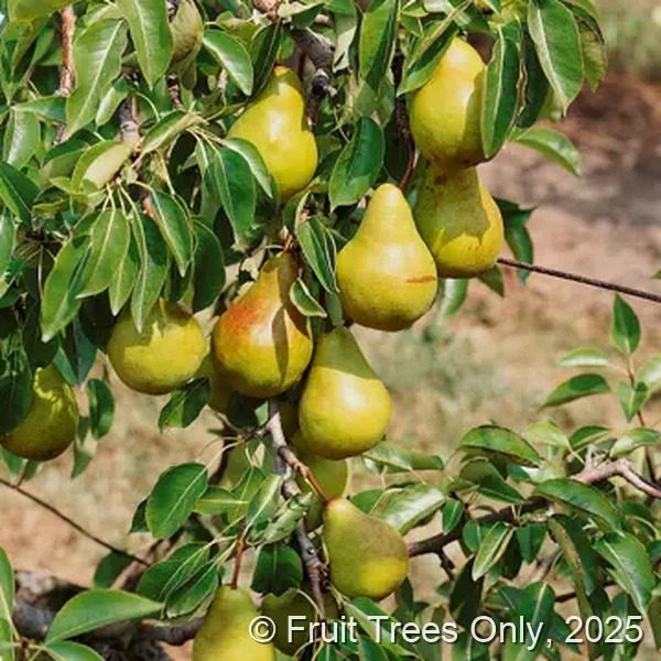 Pear Trees for sale at Fruit Trees Only