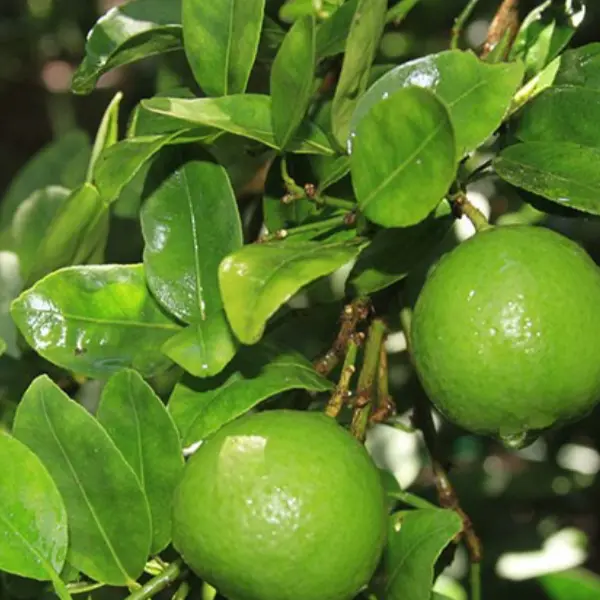 key lime in 5 gallon pots